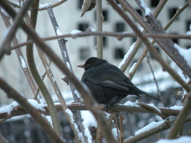 dalla finestra di casa...